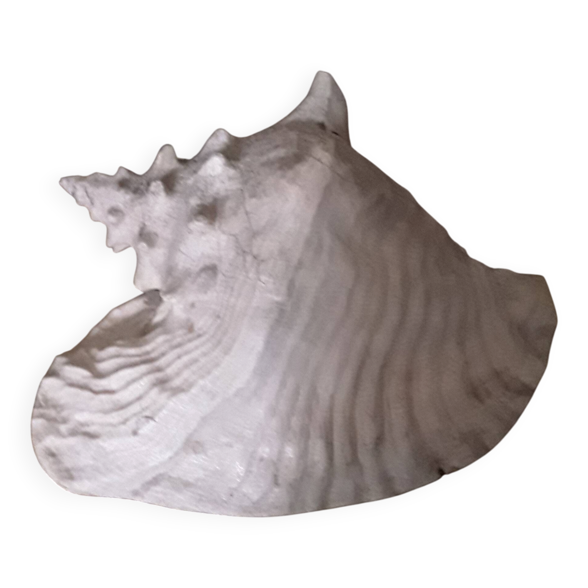 Very beautiful pinkish interior seashell.