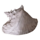 Very beautiful pinkish interior seashell.