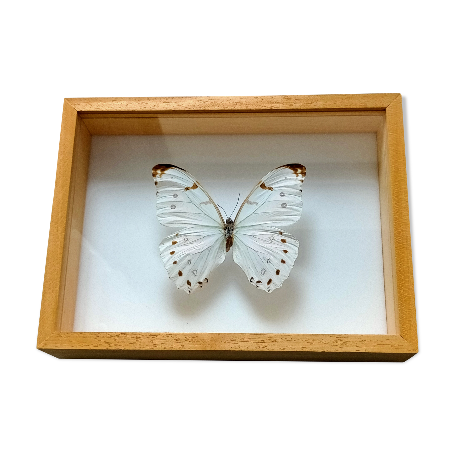 Framed Butterfly