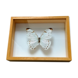 Framed Butterfly