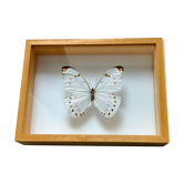 Papillon encadré