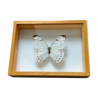 Framed Butterfly
