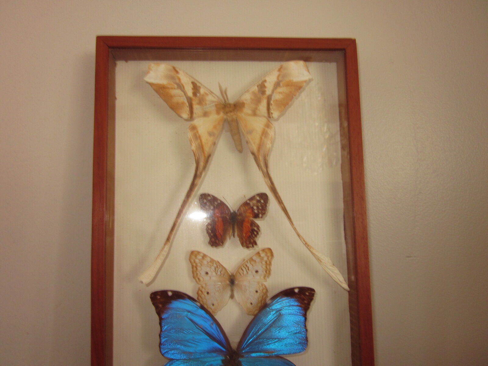 Frame butterflies under glass