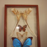 Frame butterflies under glass