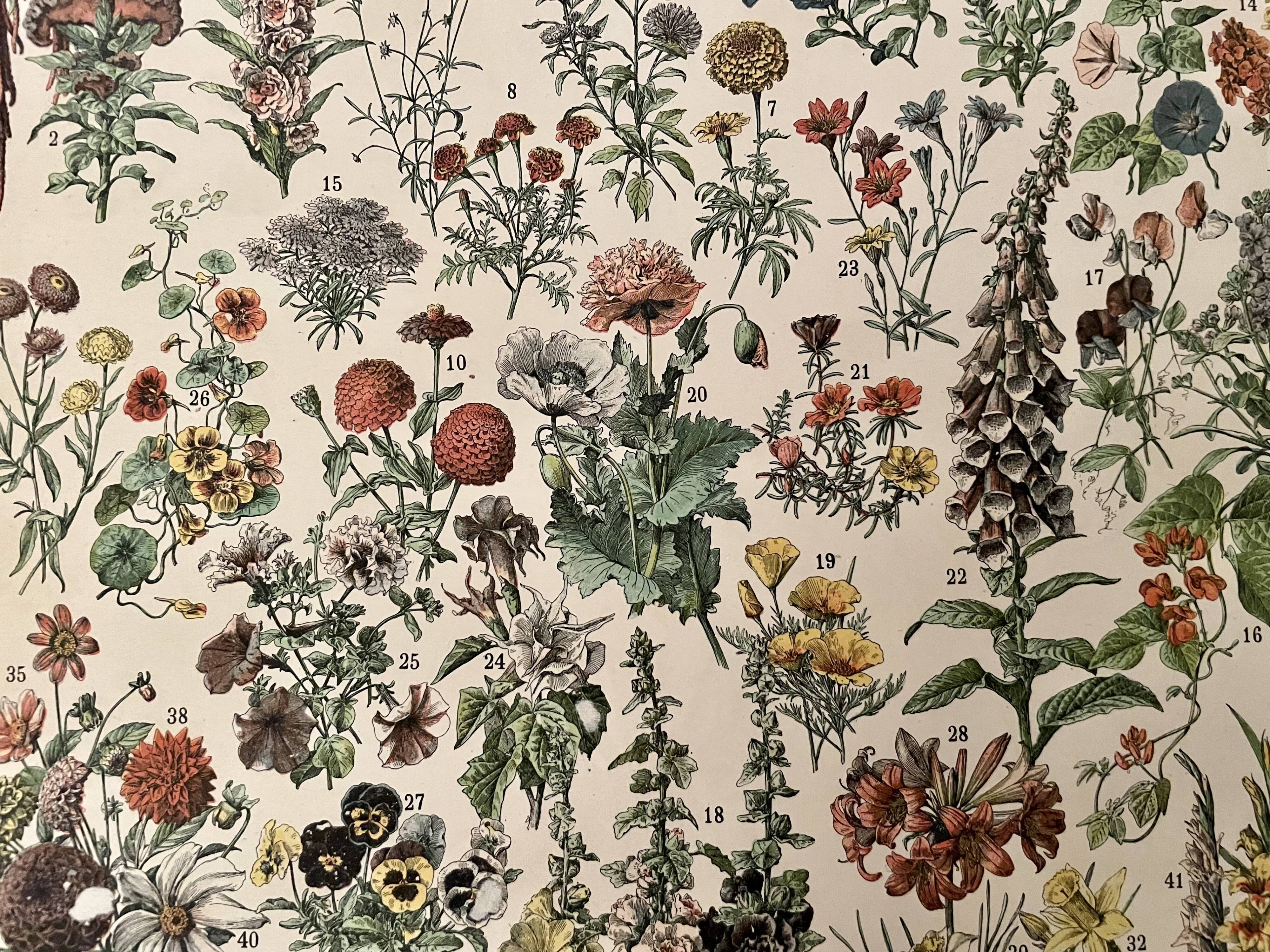 Lithographie sur les fleurs (amarante) - 1900