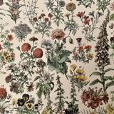 Lithograph on flowers (amaranth) - 1900