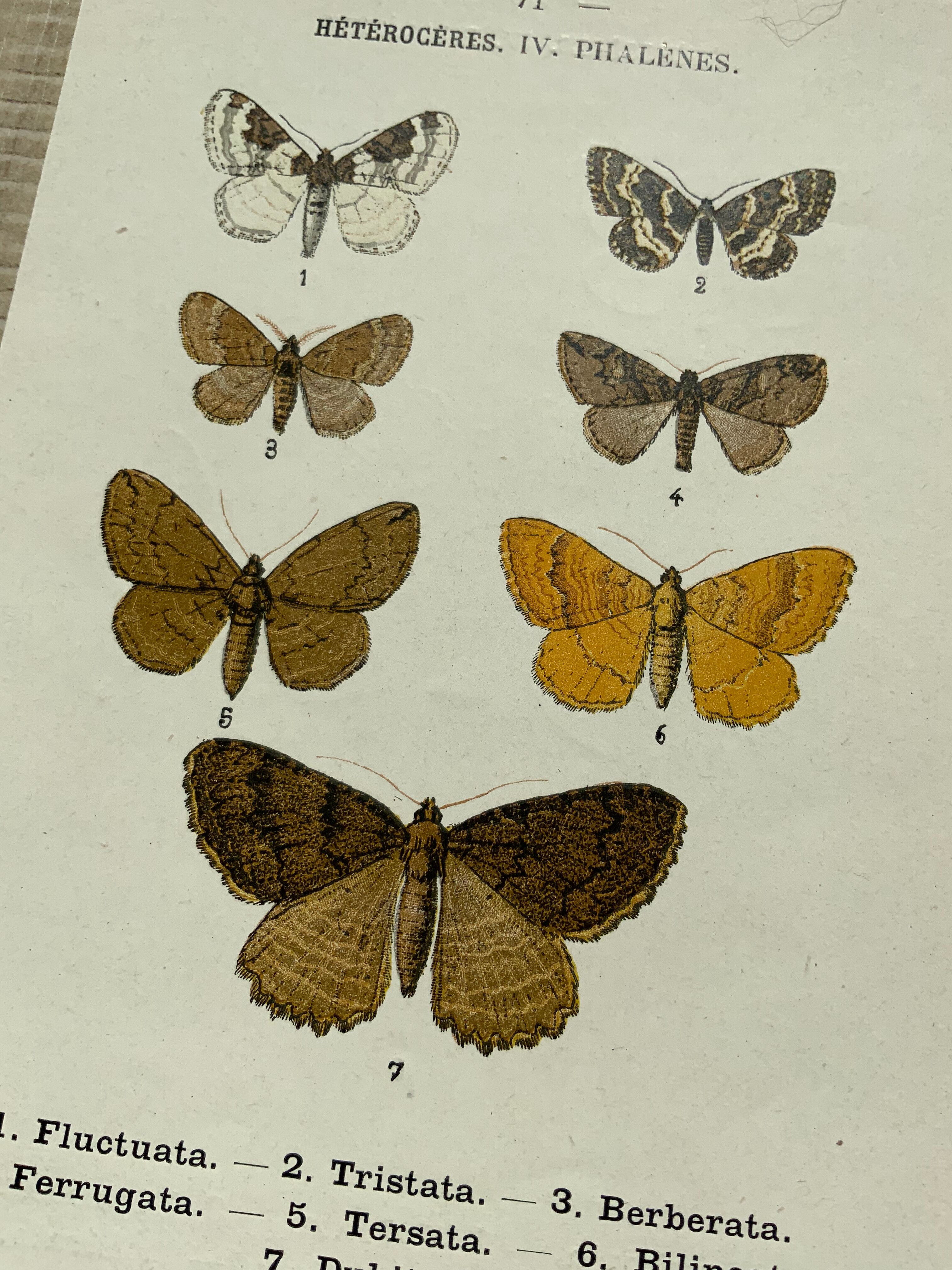 Vintage botanical plate antique butterfly engraving 1903 double-sided G. Denise