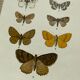 Vintage botanical plate antique butterfly engraving 1903 double-sided G. Denise