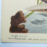 Antique bird engraving - Bahama Duck - Zoological plate by Seligmann & Catesby