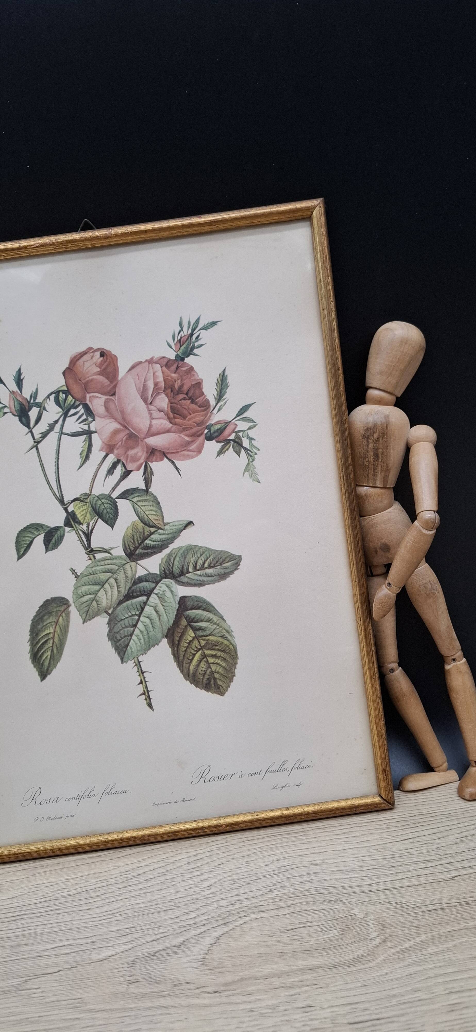 Botanical lithograph Hundred-leaf rose bush PJ Redouté