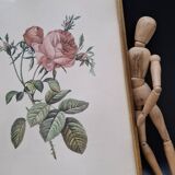 Botanical lithograph Hundred-leaf rose bush PJ Redouté