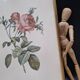 Lithographie botanique Rosier cent feuilles foliacé PJ Redouté