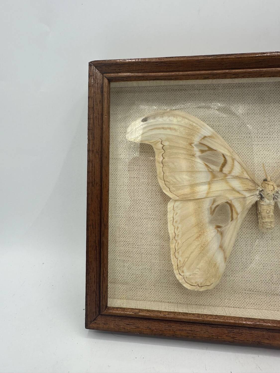 Vintage butterfly frame