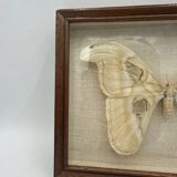 Vintage butterfly frame