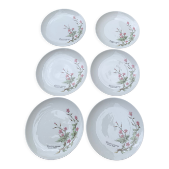 6 assiettes motif herbier en porcelaine winterling bavaria création mobil vintage