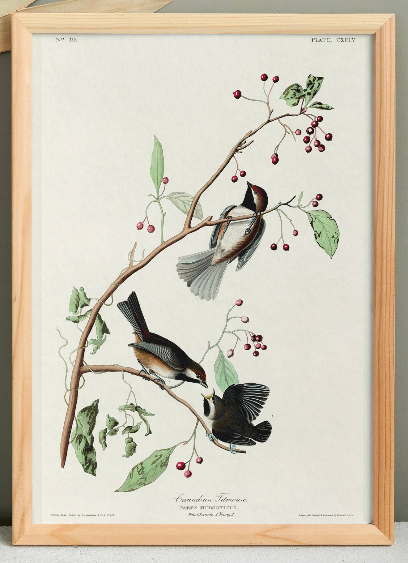 Poster about the Canada Chickadee, based on an old engraving from 1827.