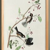Poster about the Canada Chickadee, based on an old engraving from 1827.