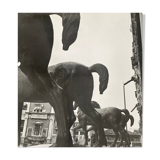 Photographie ancienne noir et blanc argentique début XXe