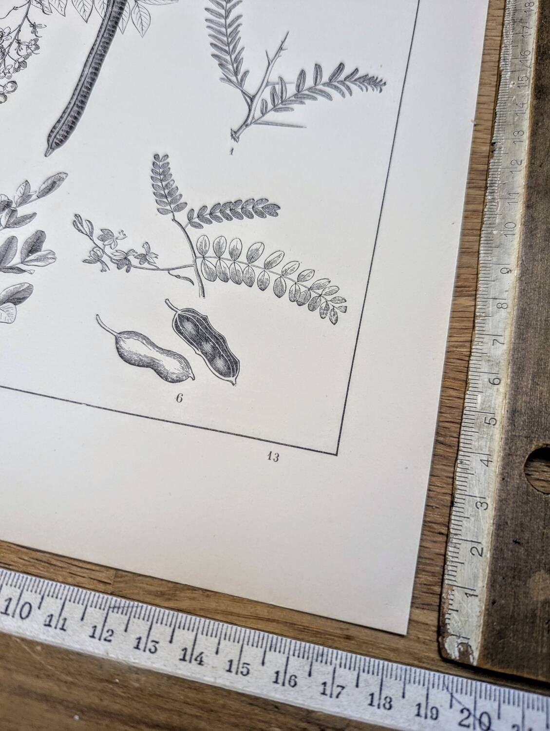 Imprimée en 1889, les légumineuses. Planche botanique ancienne.