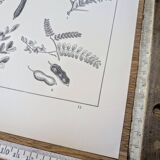 Imprimée en 1889, les légumineuses. Planche botanique ancienne.