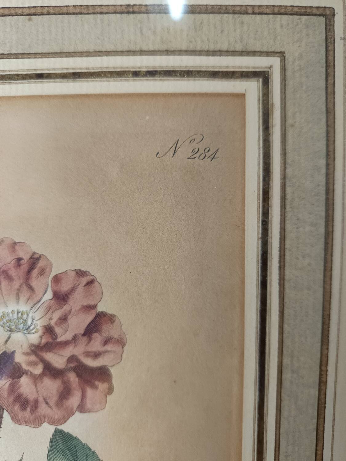 Botanical illustration