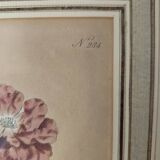 Botanical illustration
