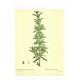 Old illustration 1959 - Rosemary - vintage botanical plate herbs