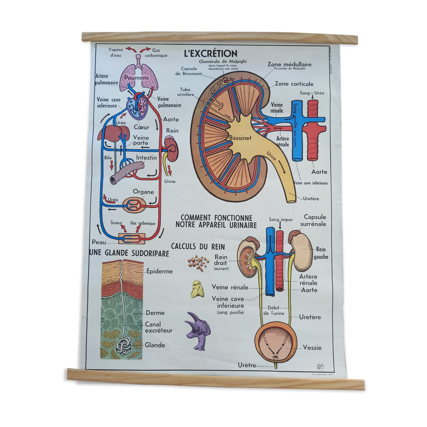 Old vintage school poster mdi excretion skeleton and liver
