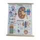 Old vintage school poster mdi excretion skeleton and liver