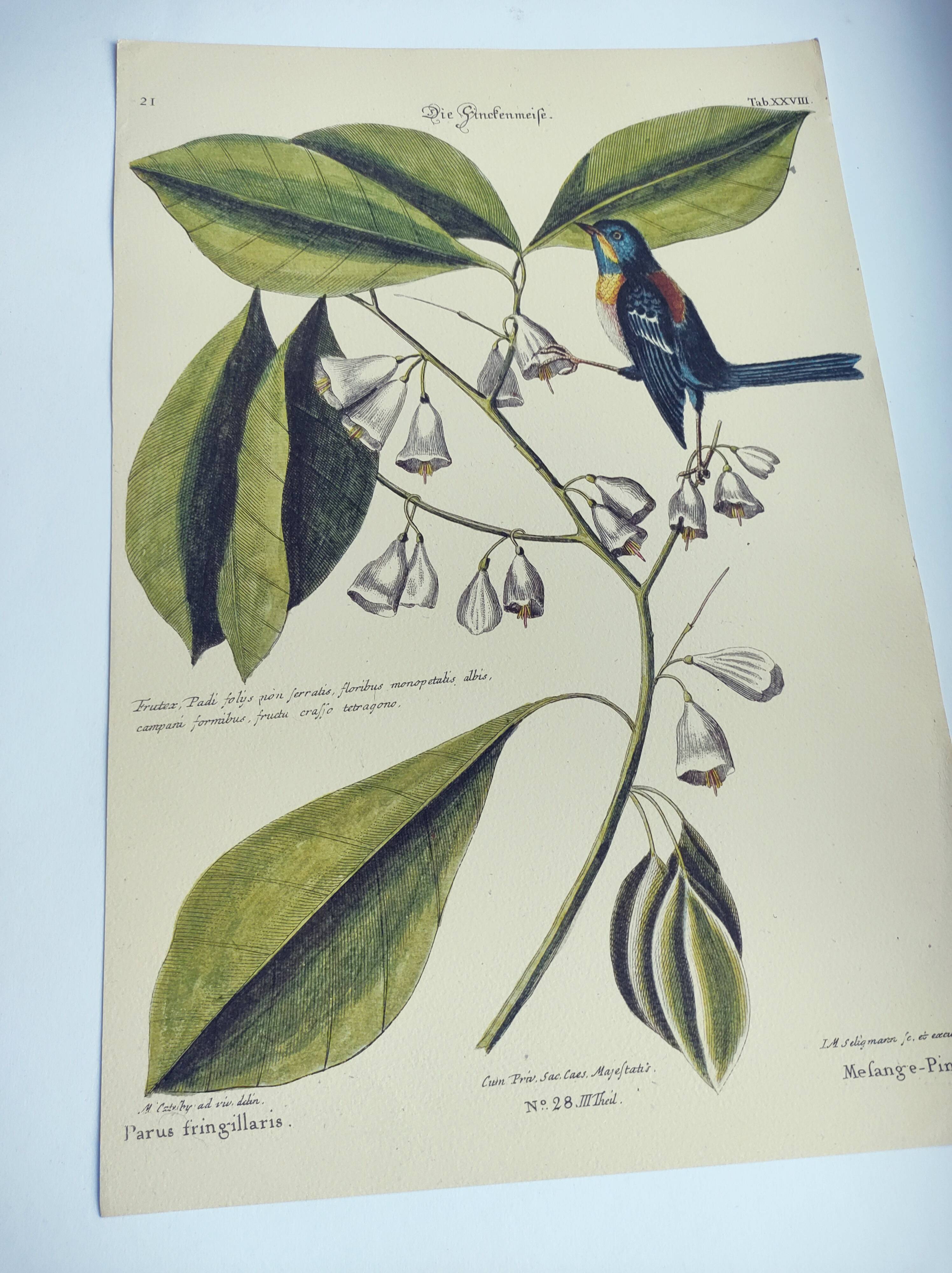 Old bird engraving - Chickadee - Zoological plate by Seligmann & Catesby. 1973