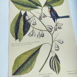 Old bird engraving - Chickadee - Zoological plate by Seligmann & Catesby. 1973