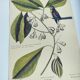 Old bird engraving - Chickadee - Zoological plate by Seligmann & Catesby. 1973