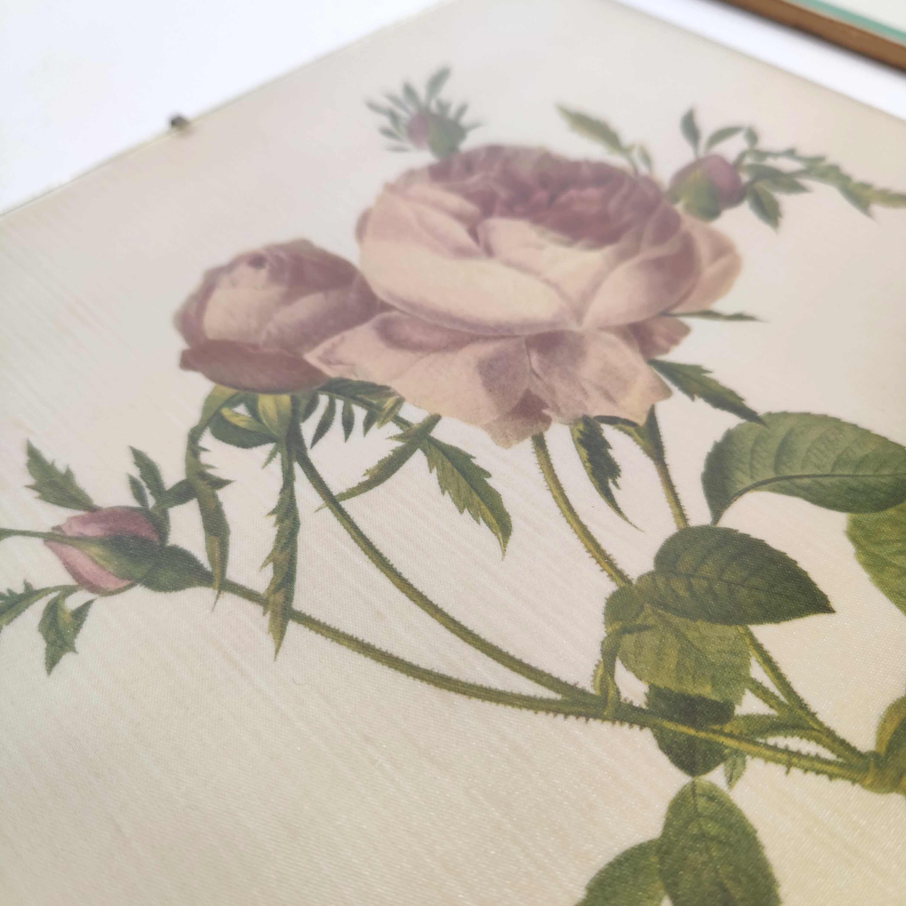 Lot 2 Frames botanical illustration flower rose