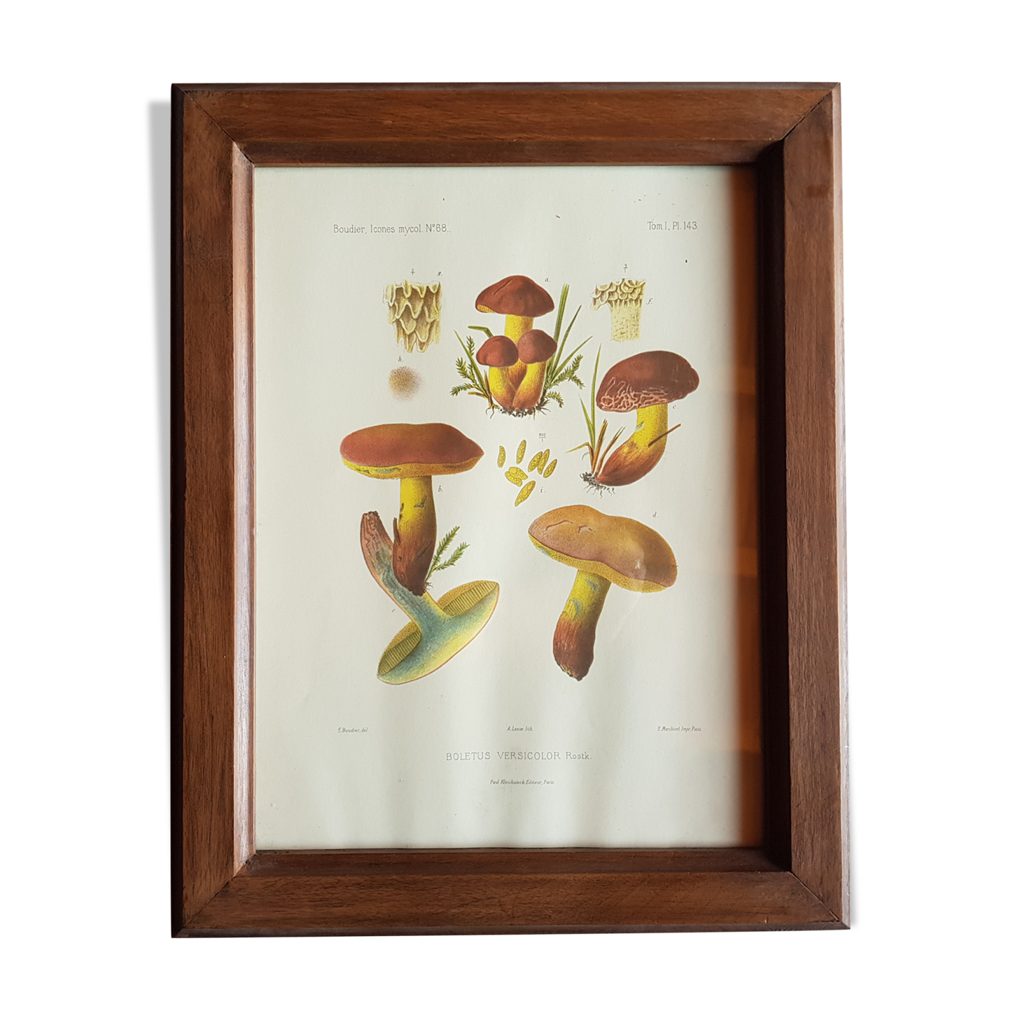 Mycological board under frame "Emile Boudier " 1910