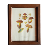 Mycological board under frame "Emile Boudier " 1910