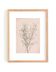 Painting on paper botanical herbarium series signed Eawy