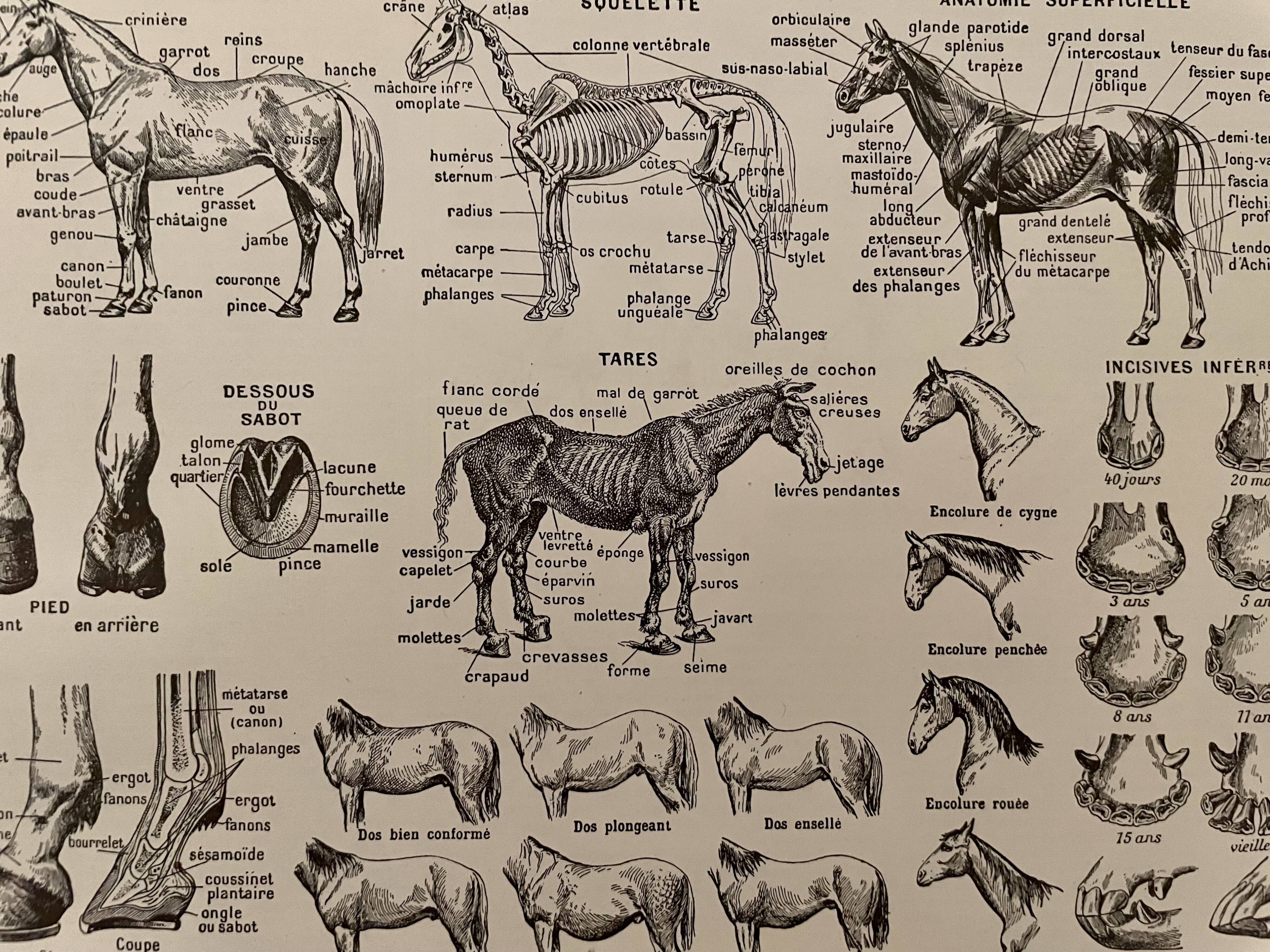 Lithograph engraving on the horse from 1928