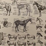 Lithograph engraving on the horse from 1928