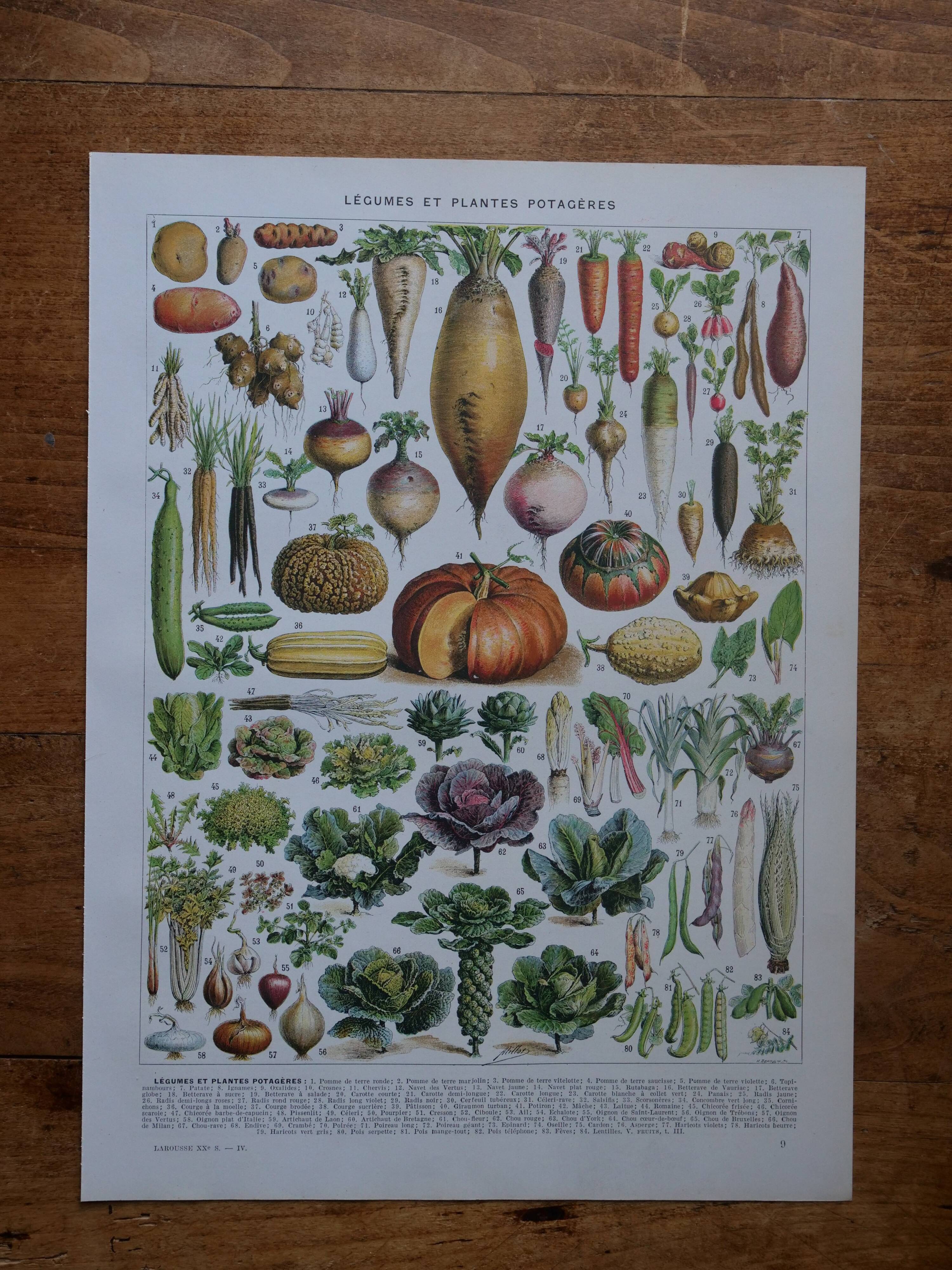 Lithographie originale sur les légumes et les plantes potagères