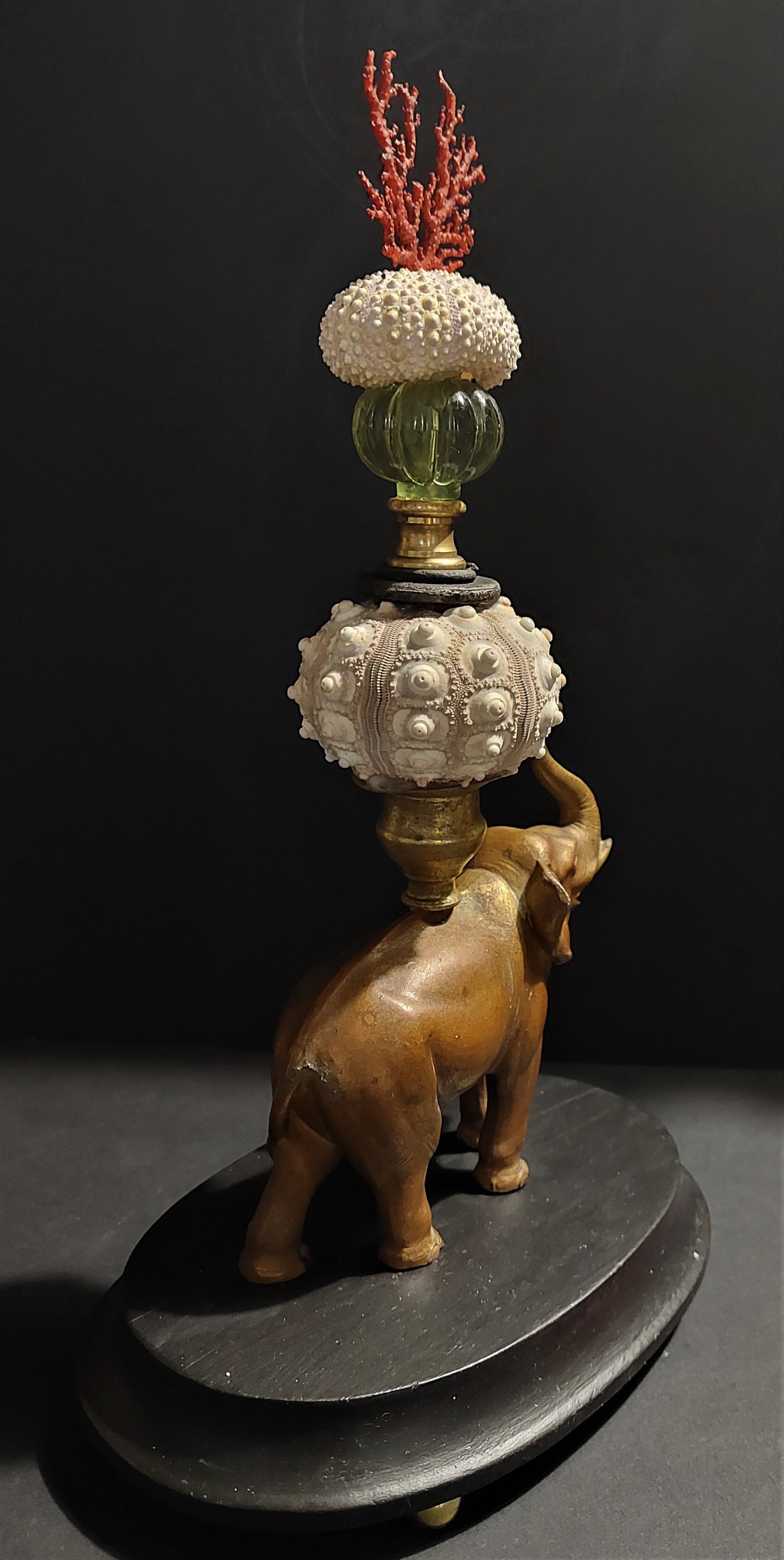 Cabinet of Curiosities composition with sea urchins and gorgon paramuricea clavata