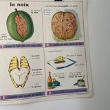 Vintage educational poster