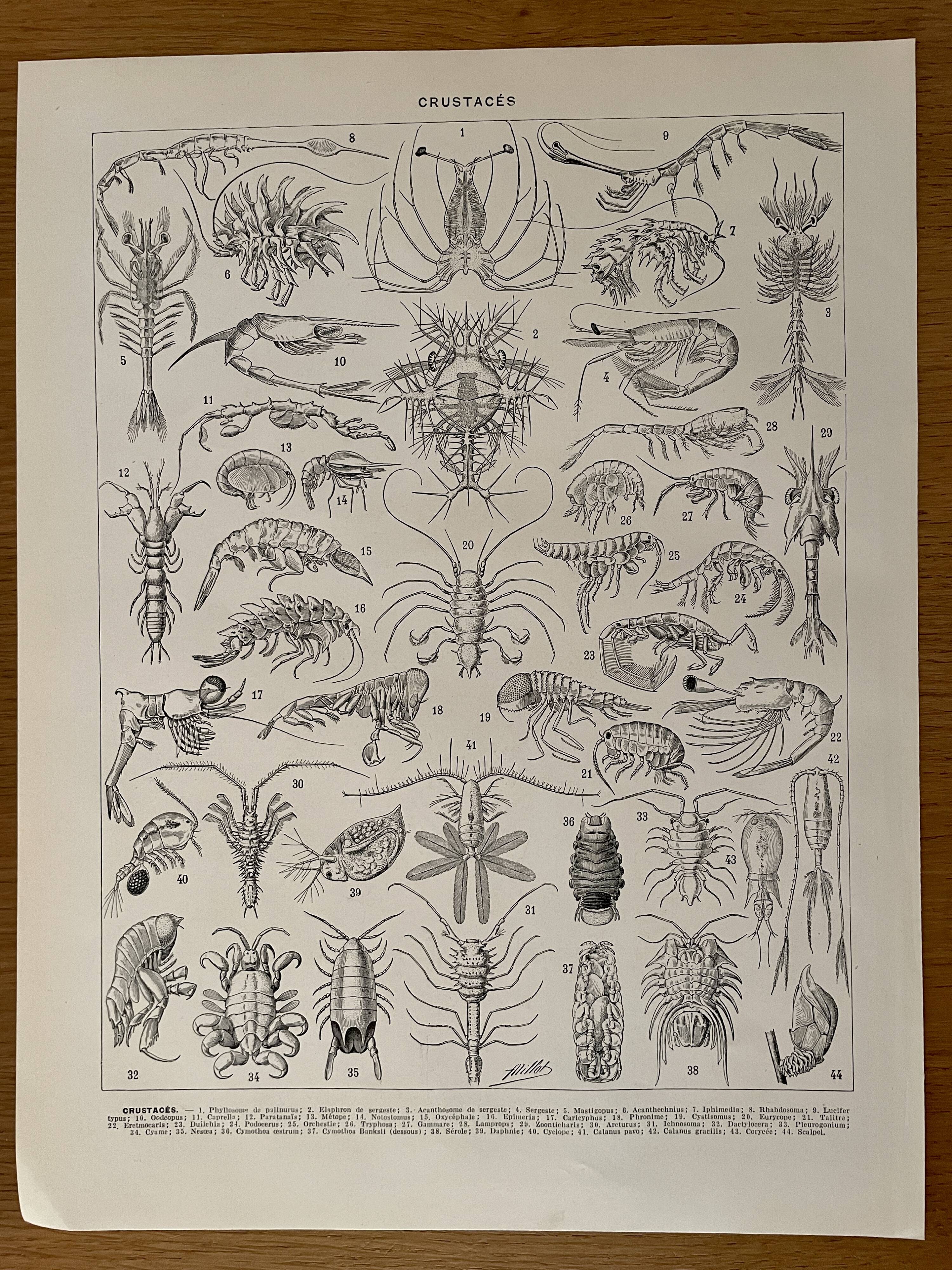 Lithograph on crustaceans - 1930