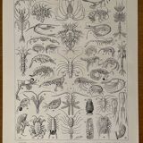 Lithograph on crustaceans - 1930