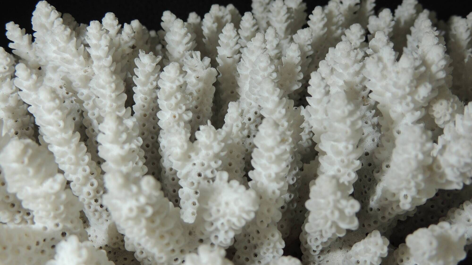 Large white sea coral