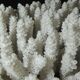 Large white sea coral