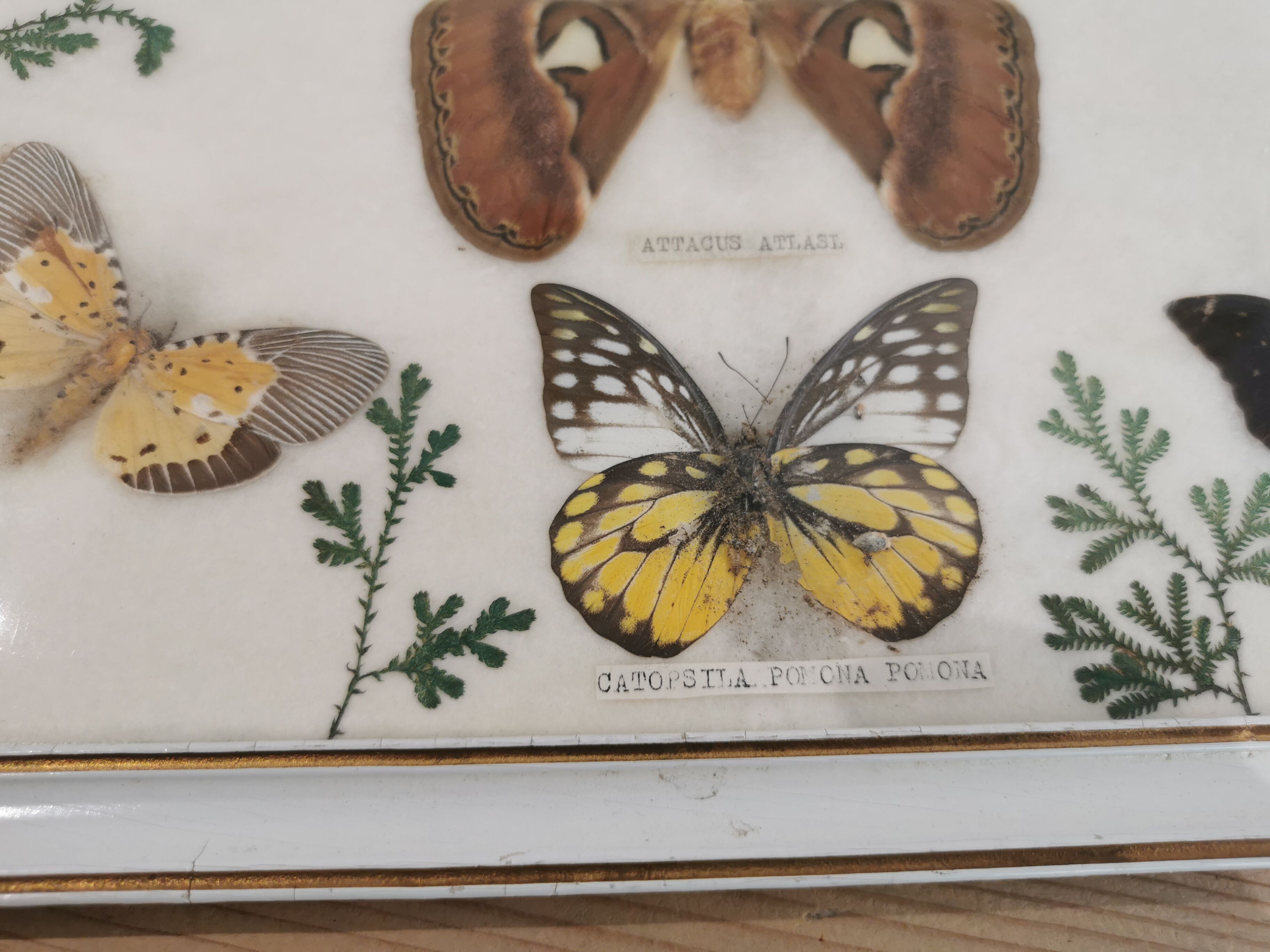 Vintage butterfly taxidermy frame