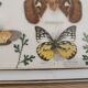 Vintage butterfly taxidermy frame