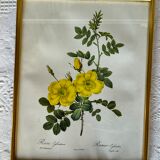 Botanical illustration PJ Redouté