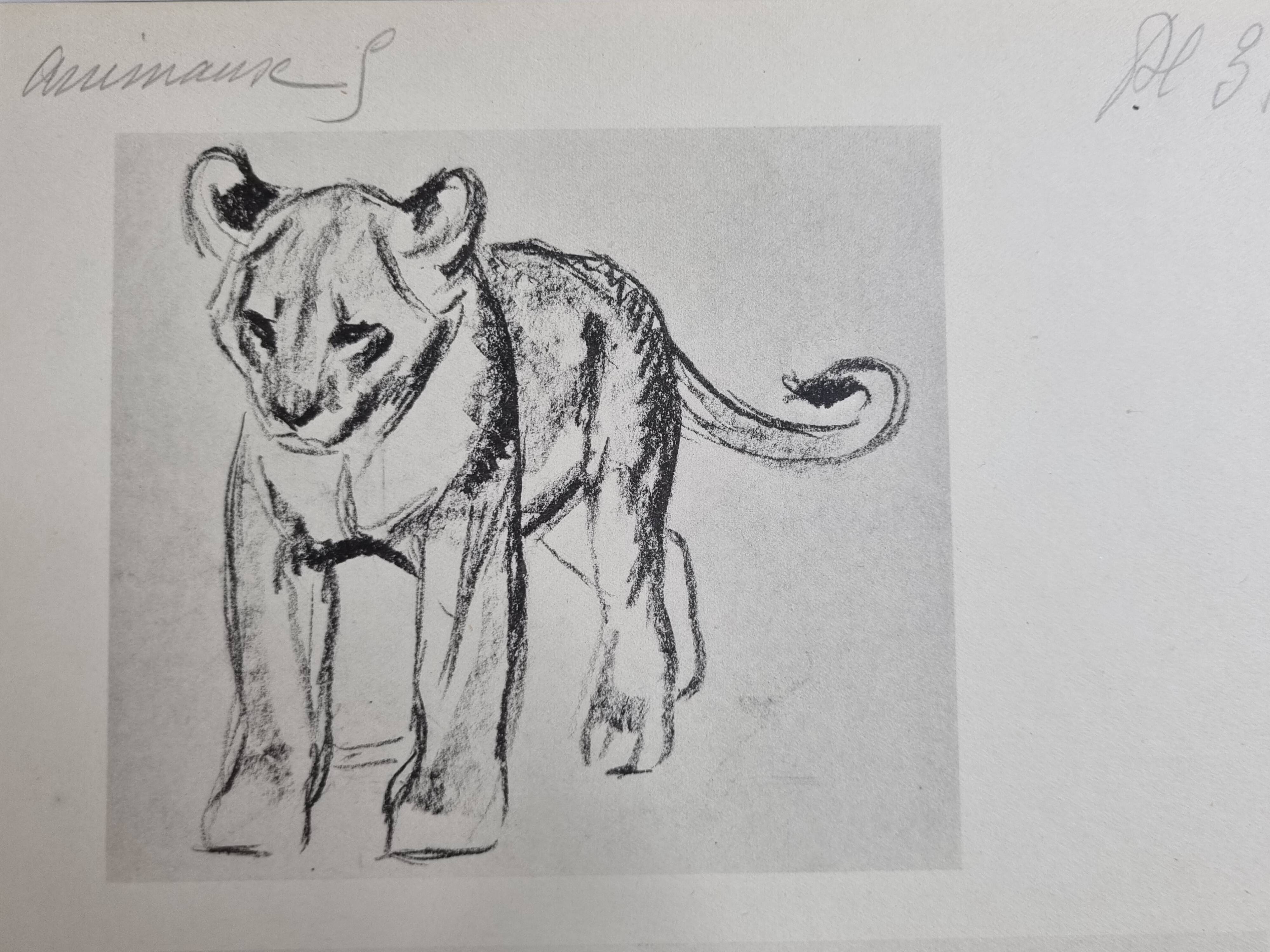 Illustrated plate, Studies of a lion cub and a hyena, Signed A. Margat, 1930