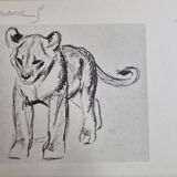 Illustrated plate, Studies of a lion cub and a hyena, Signed A. Margat, 1930